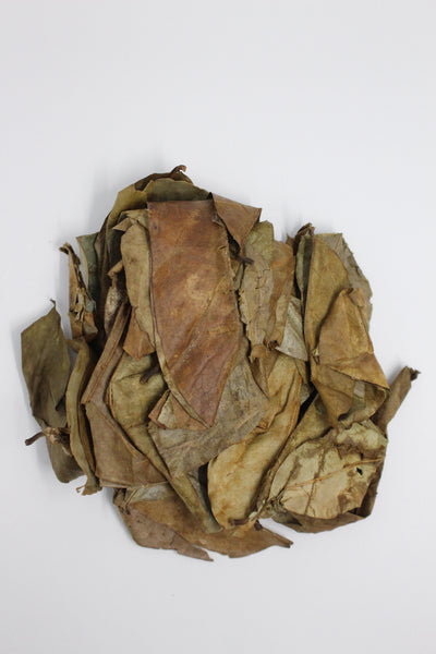 Jamaican Sour Sop Leaves / Graviola