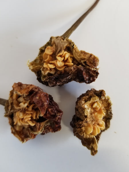 Jamaican Scotch Bonnet Peppers "The Fire of Jamaica — Fruity, Fierce, and Irreplaceable"