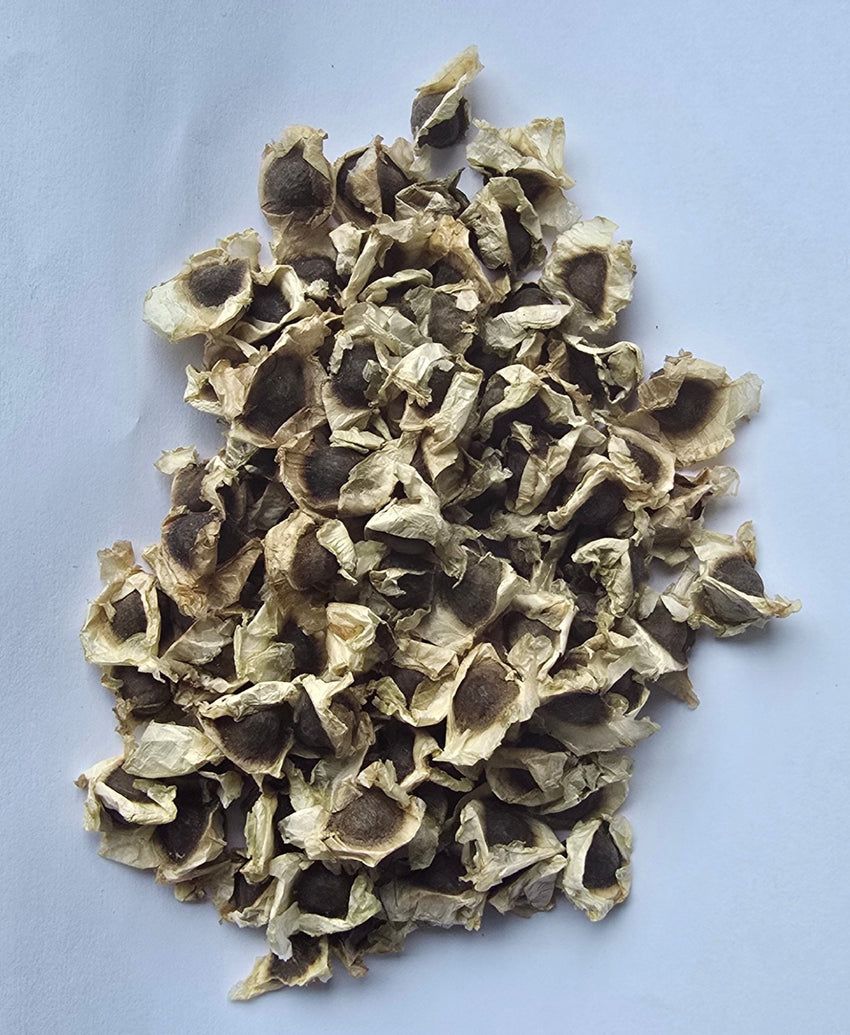 Jamaican Moringa Seeds "The Miracle Seed — Nature's Water Purifier and Nutritional Powerhouse"