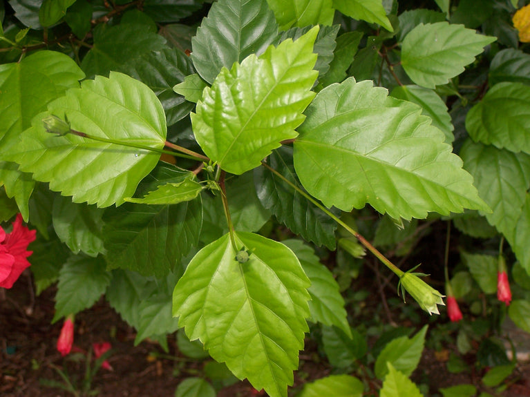 Jamaican Fresh Plant-Based Medicinals - Teas, Herbs, Spices, and Roots