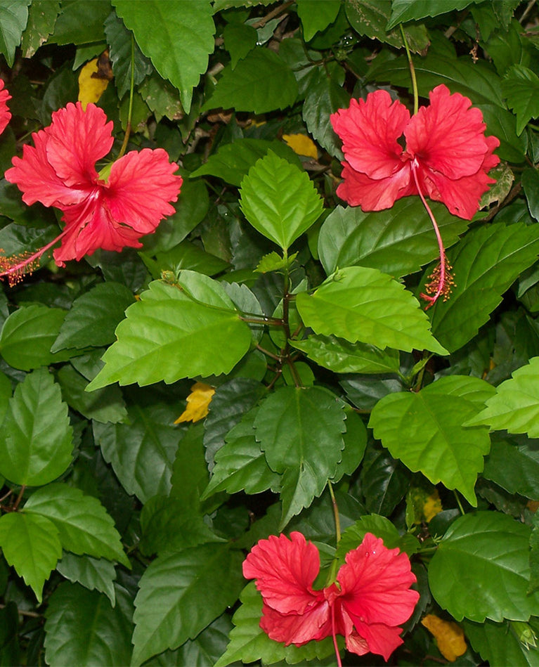 Jamaican Fresh Plant-Based Medicinals - Teas, Herbs, Spices, and Roots